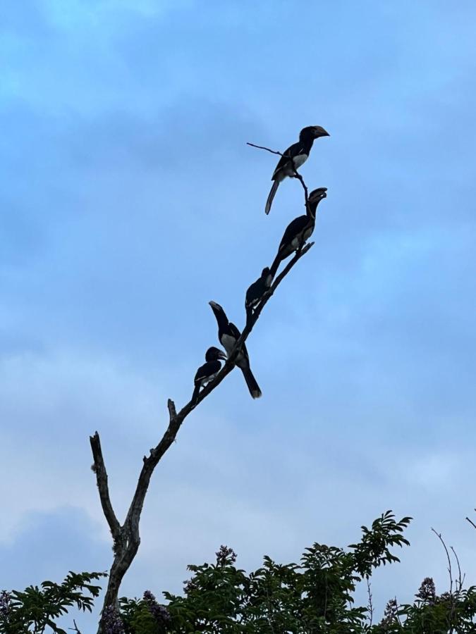 Saint Lucia Estuary ホエールソング ゲスト ハウス Bed & Breakfast エクステリア 写真