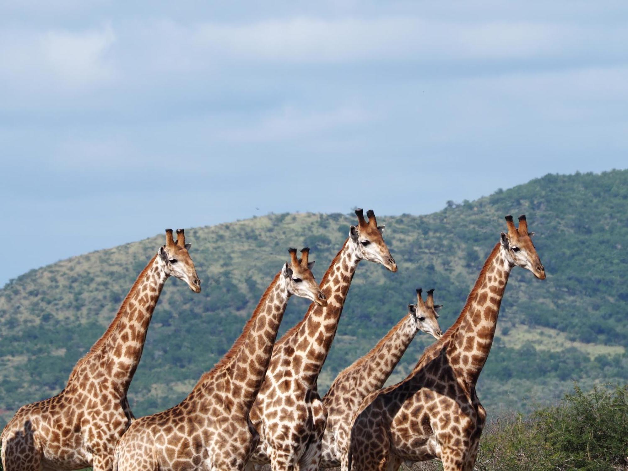 Saint Lucia Estuary ホエールソング ゲスト ハウス Bed & Breakfast エクステリア 写真