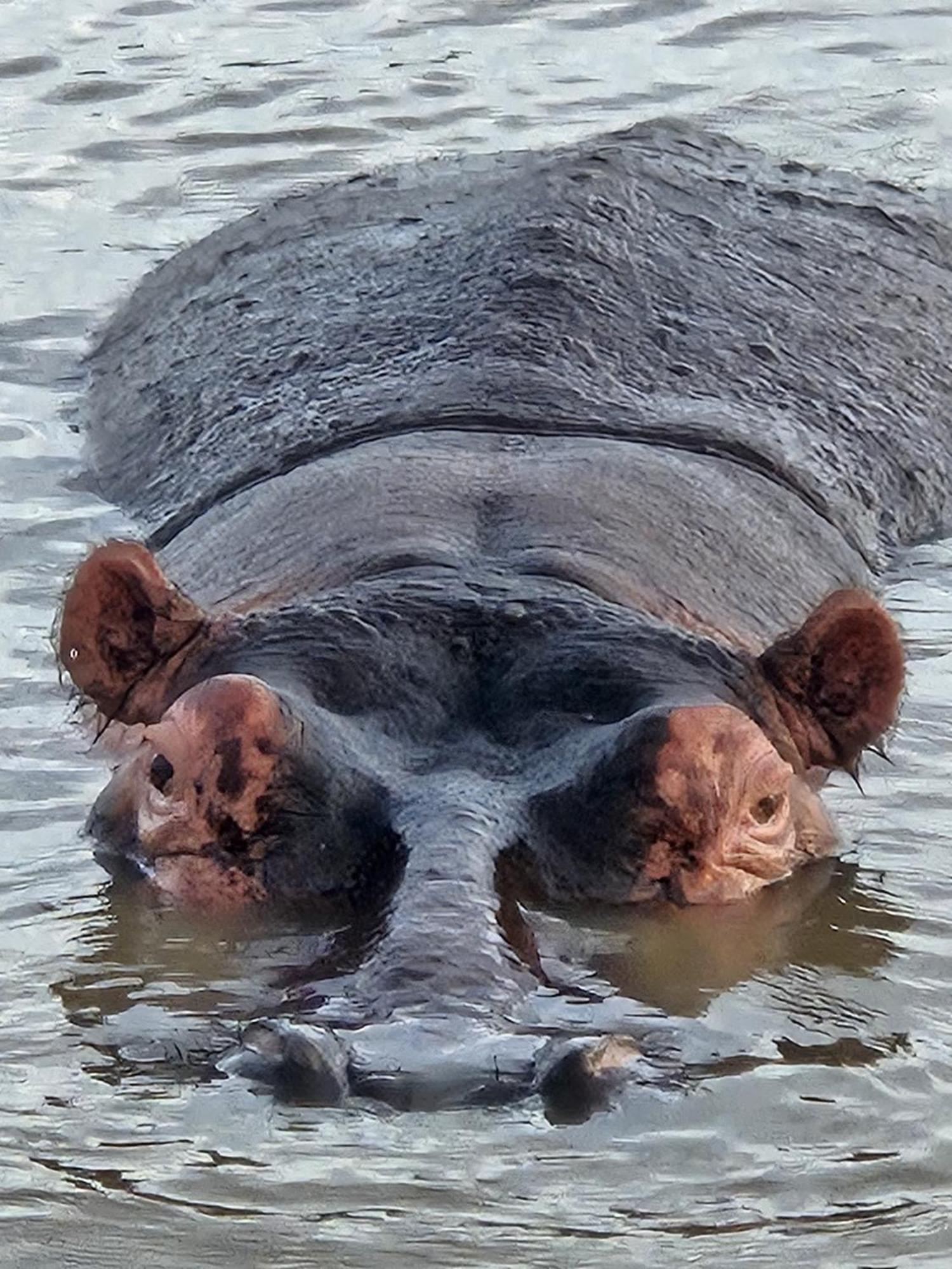 Saint Lucia Estuary ホエールソング ゲスト ハウス Bed & Breakfast エクステリア 写真