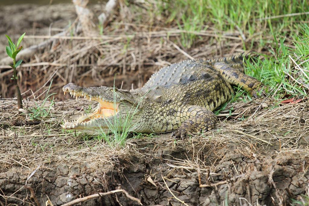 Saint Lucia Estuary ホエールソング ゲスト ハウス Bed & Breakfast エクステリア 写真